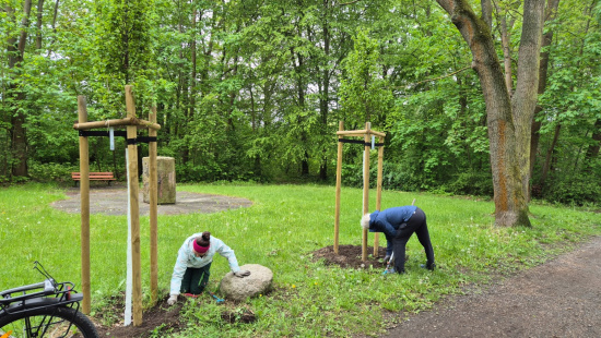 Plege der Baumscheiben Foto: Jens Frenkel