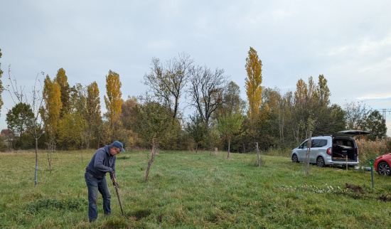 Nachpflanzungen auf der Streuobstwiese Foto: Jens Frenkel